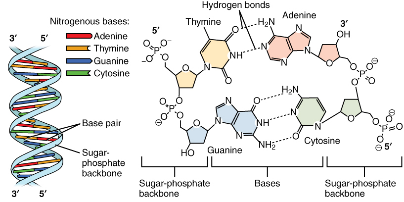 DNA nucleotides diagram