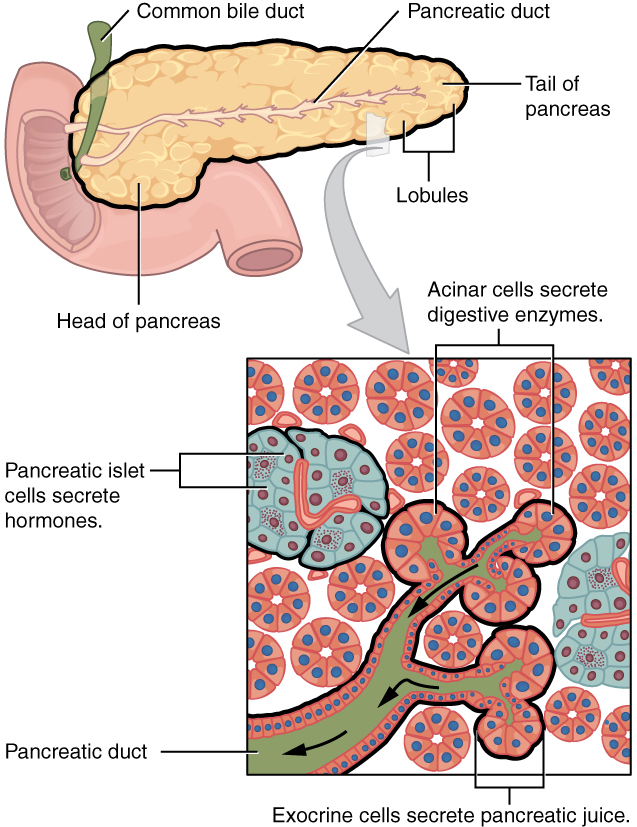Islets of Langerhans