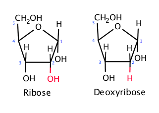 Ribose vs deoxyribose