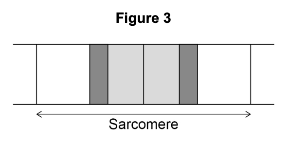 Figure 3 - Sarcomere banding pattern